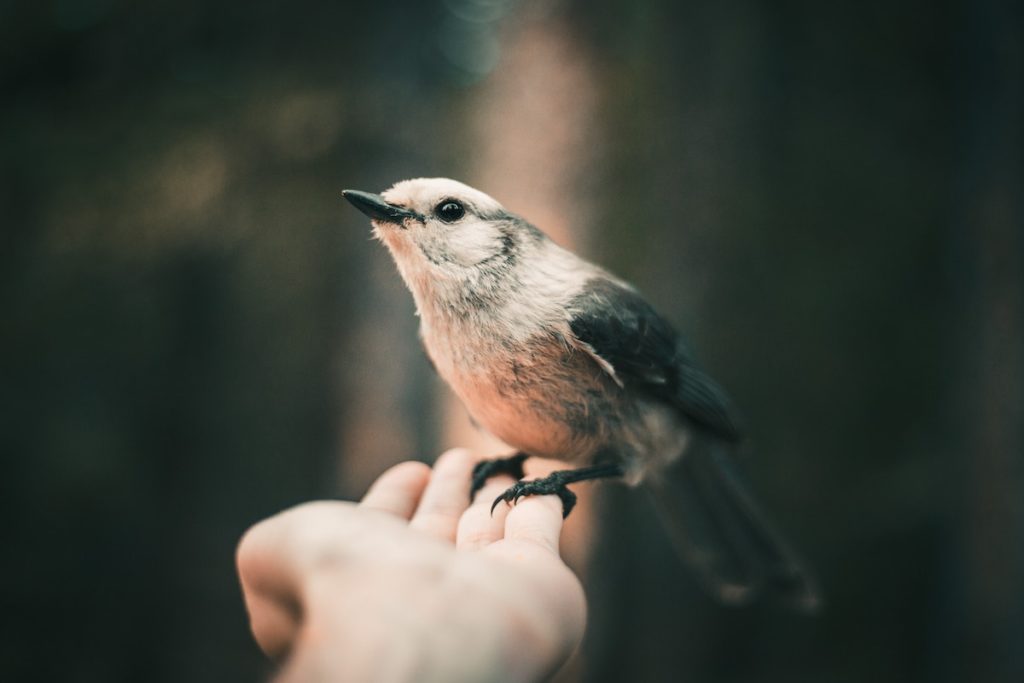 Bird On A hand