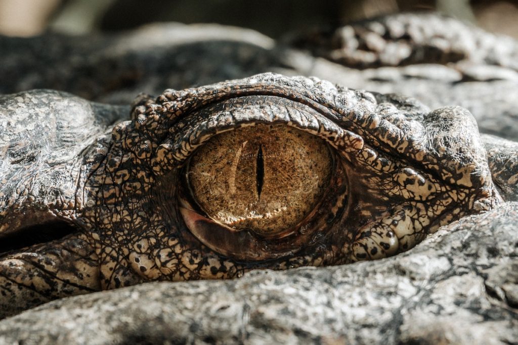Crocodile Eyeball